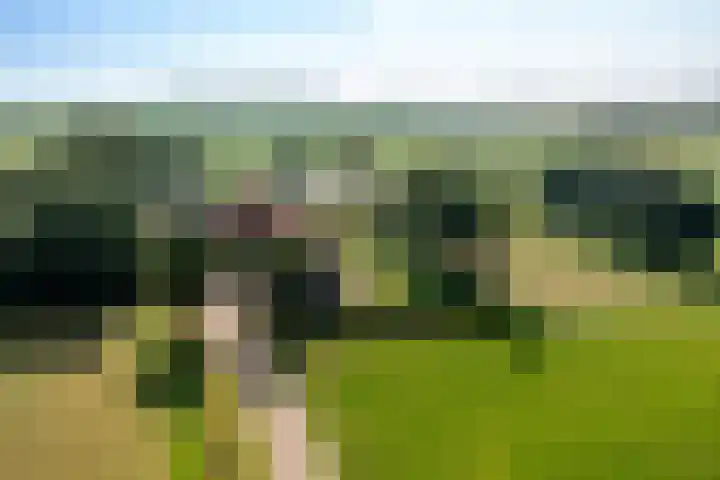 Wielwei 13 Doniaga thumbnail 57