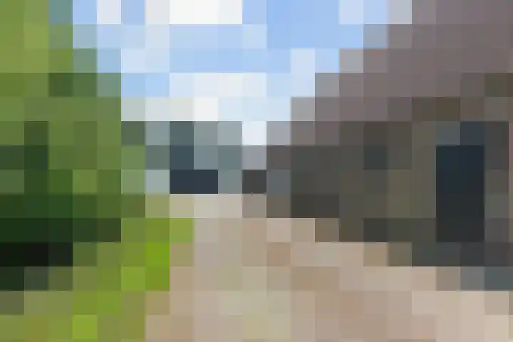 Wielwei 13 Doniaga thumbnail 58