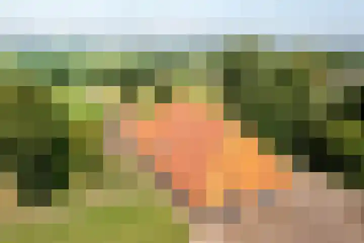 Wielwei 13 Doniaga thumbnail 64