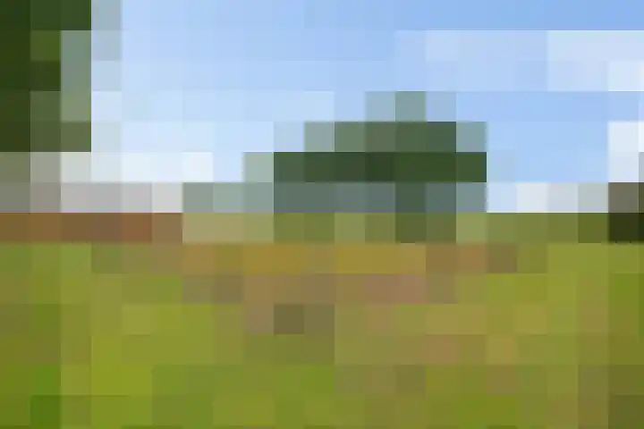 Wielwei 13 Doniaga thumbnail 67