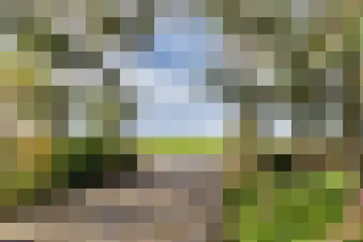 Wielwei 15 Doniaga thumbnail 13