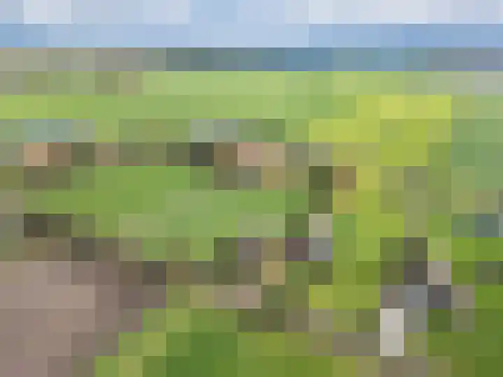 Wielwei 15 Doniaga thumbnail 52