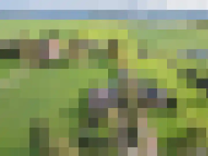 Wielwei 15 Doniaga thumbnail 53