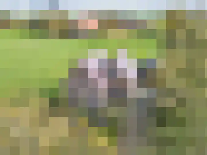 Wielwei 15 Doniaga thumbnail 54
