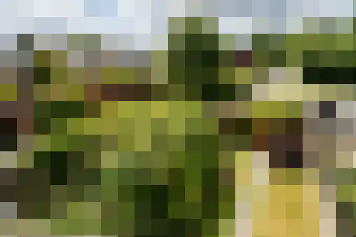 Wiemers 8 Veendam thumbnail 25