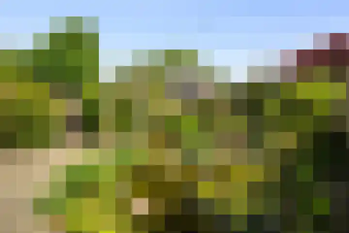 Wierbalg 1316 Julianadorp thumbnail 4