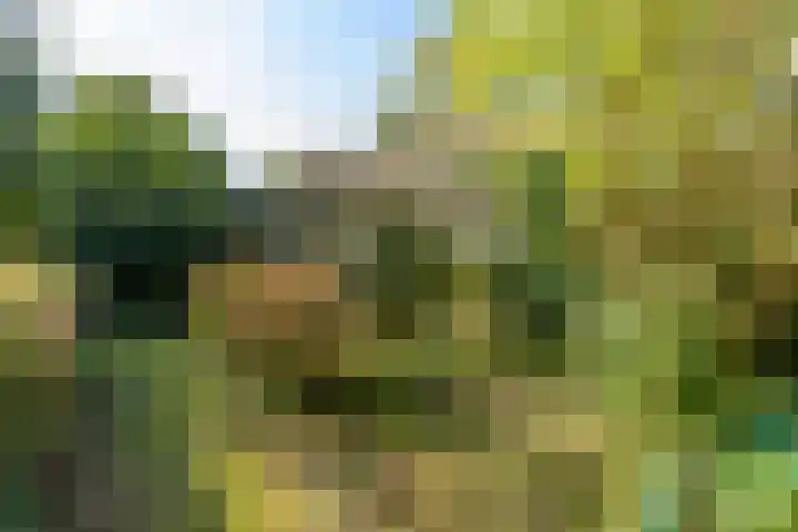 Wierumerwei 12 Hantumhuzen thumbnail 104