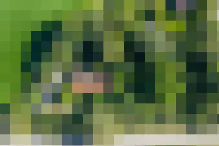 Wierumerwei 12 Hantumhuzen thumbnail 120