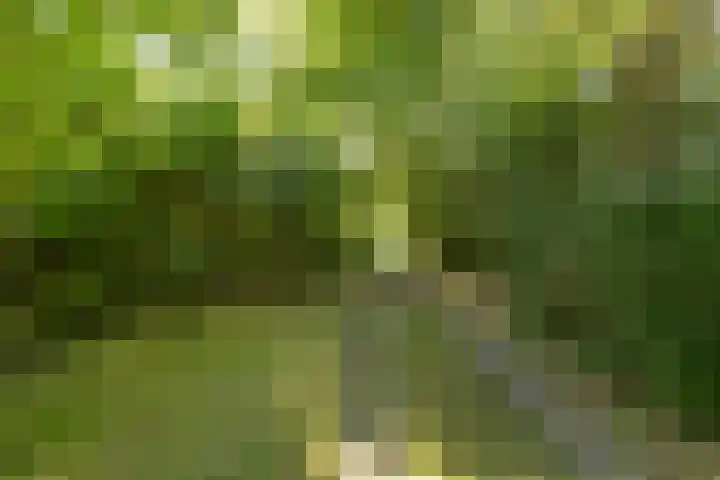 Wierumerwei 12 Hantumhuzen thumbnail 87