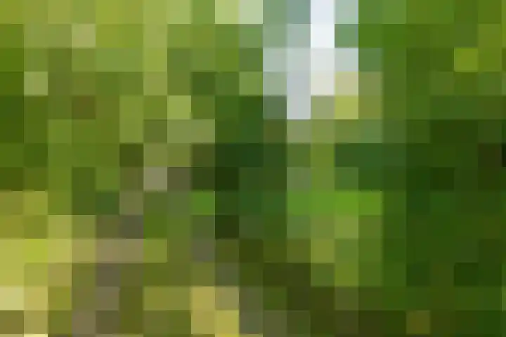 Wierumerwei 12 Hantumhuzen thumbnail 91