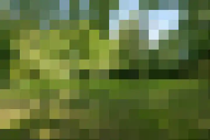 Wierumerwei 12 Hantumhuzen thumbnail 93