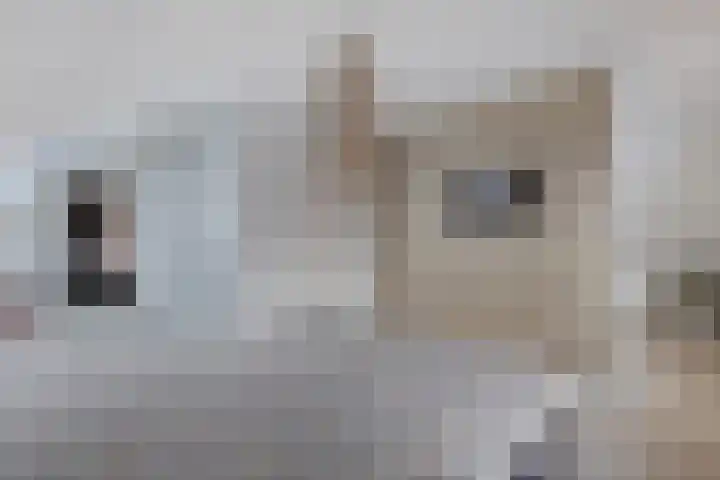 Wies Kreukniethage 10 Emmeloord thumbnail 53
