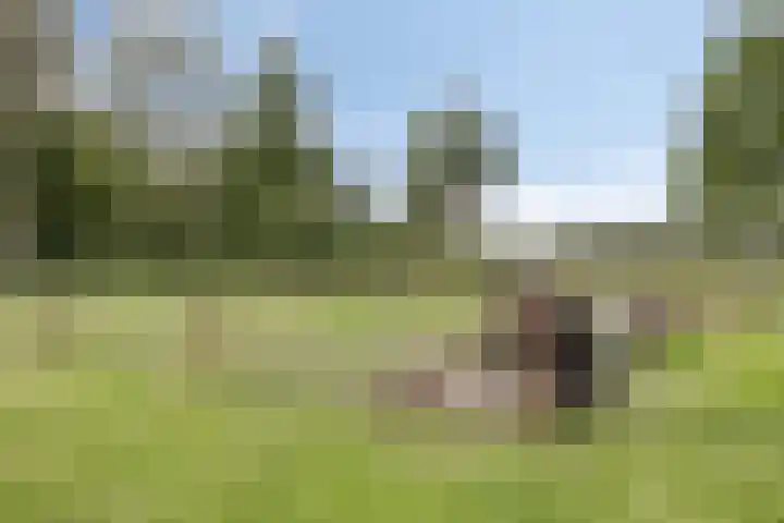 Wieselse Kampweg 64 Wenum Wiesel thumbnail 76