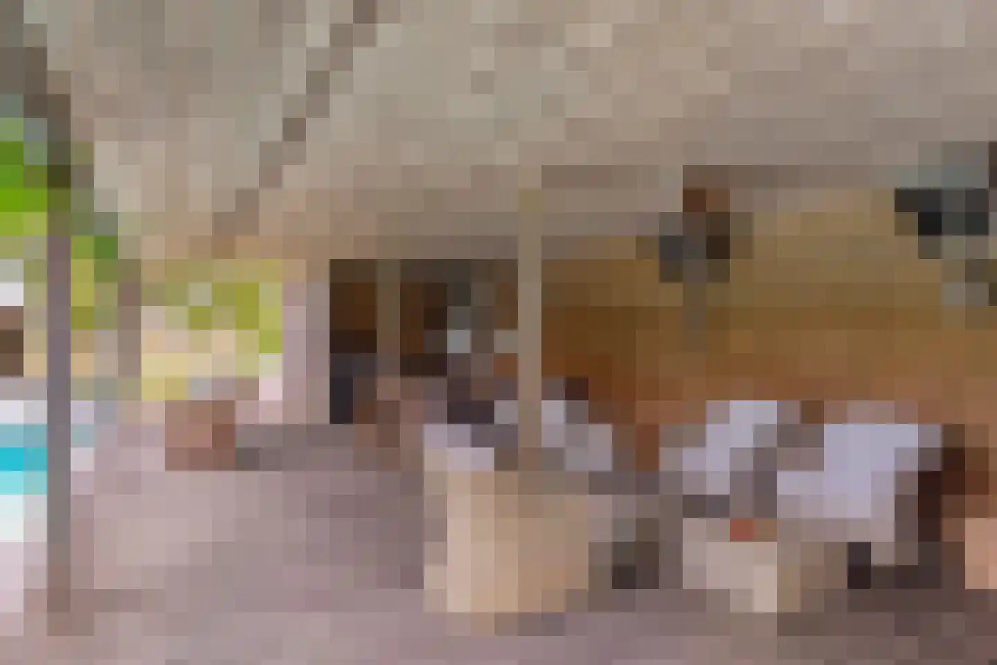 Wieselsedwarsweg 14 Wenum Wiesel thumbnail 53