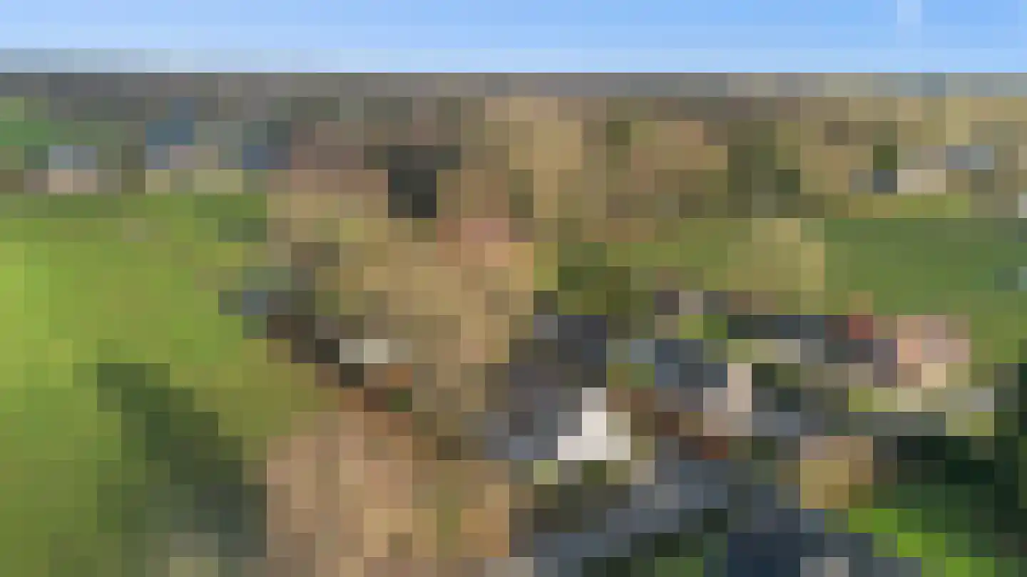 Wieselsedwarsweg 14 Wenum Wiesel thumbnail 68