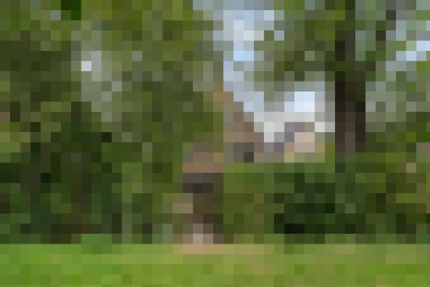 Wiidswei 1 Earnewâld thumbnail 34