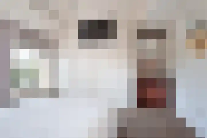 Wijbosscheweg 99 Schijndel thumbnail 26