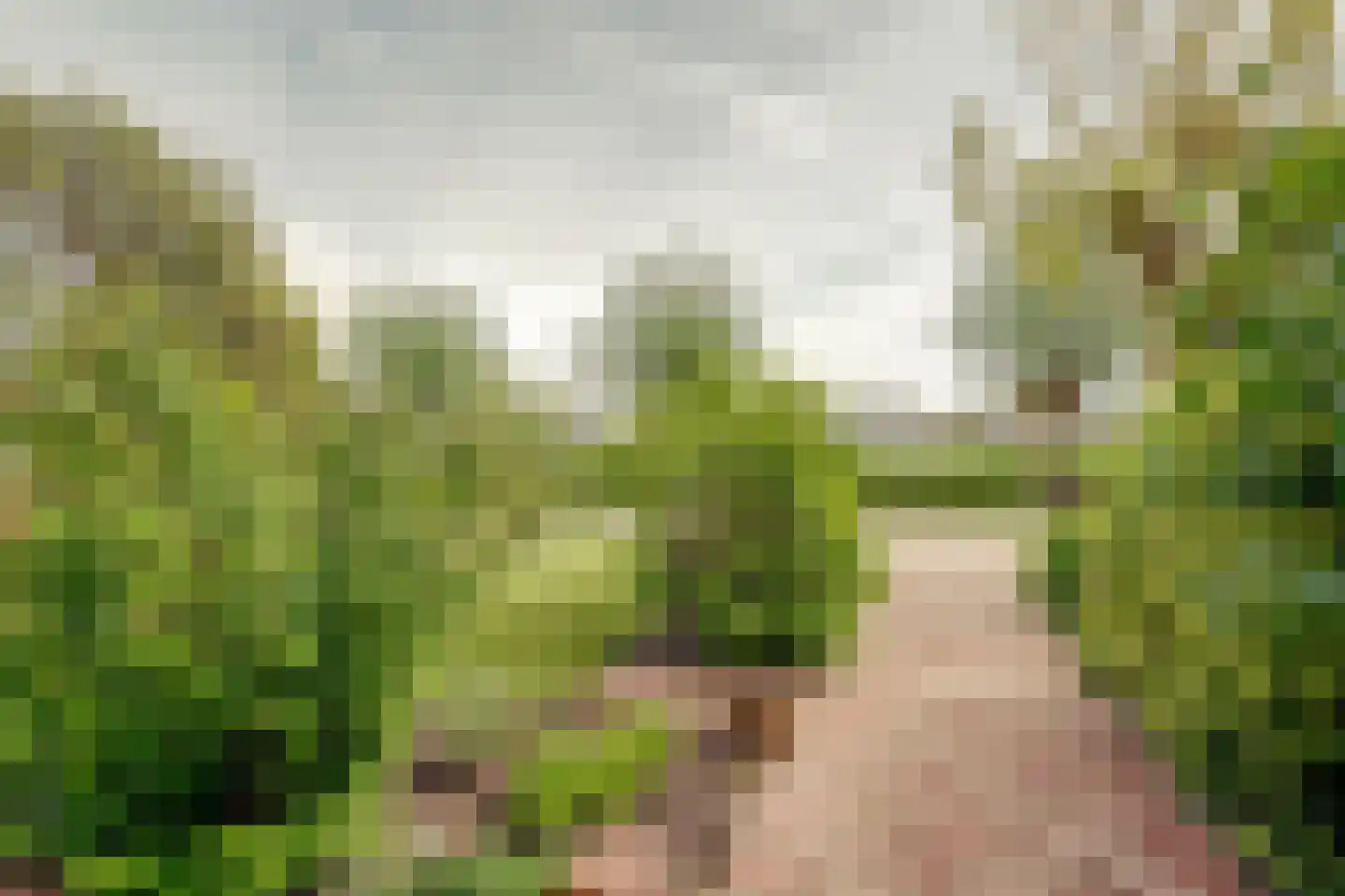 Wijde Klaver 4 Spanbroek thumbnail 6