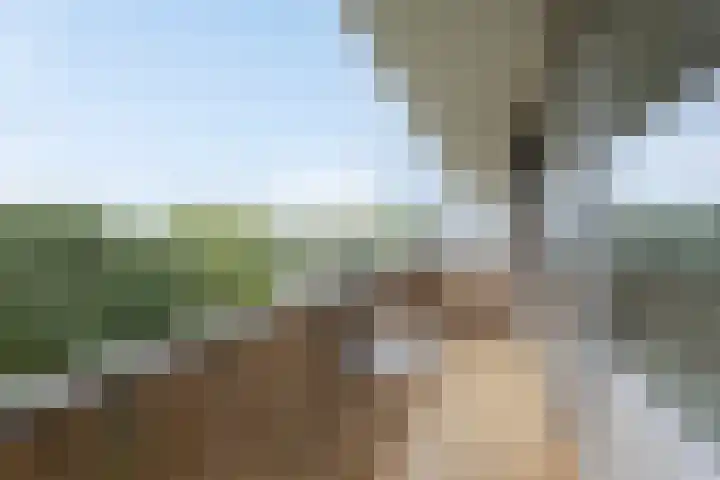 Wijenburglaan 165 Arnhem thumbnail 10