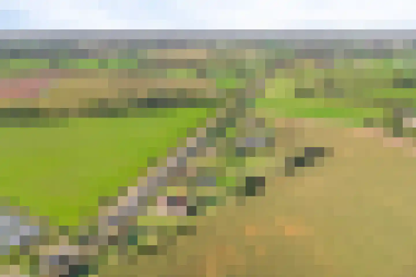 Wijheseweg 6 Raalte thumbnail 40