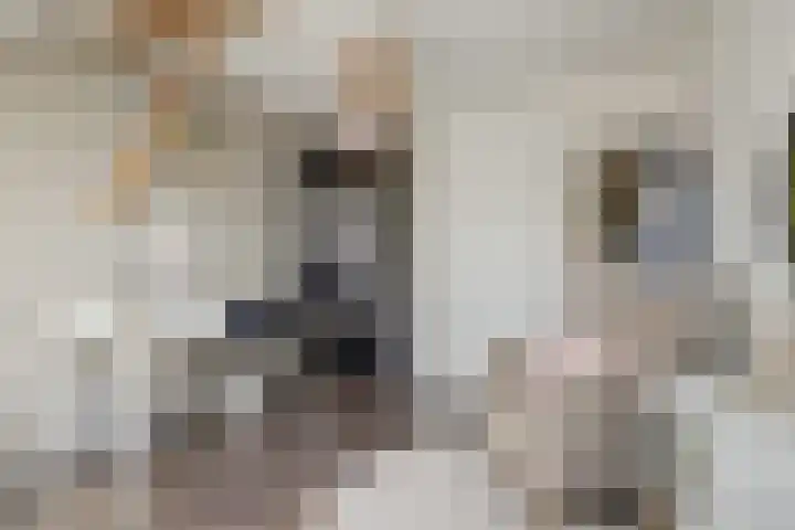 Wijkersloot 27 a Wijk bij Duurstede thumbnail 40
