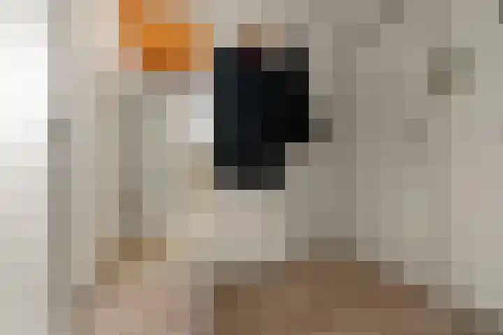 Wijnbesstraat 9 Nijmegen thumbnail 30