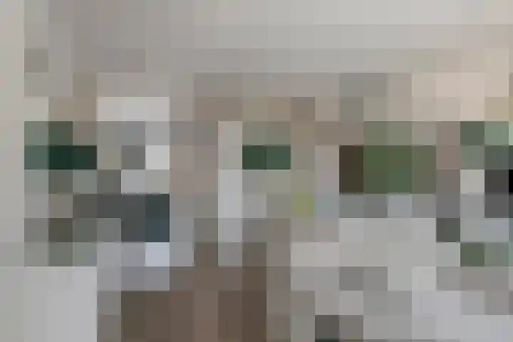 Wijngaard 48 Spijkenisse thumbnail 8