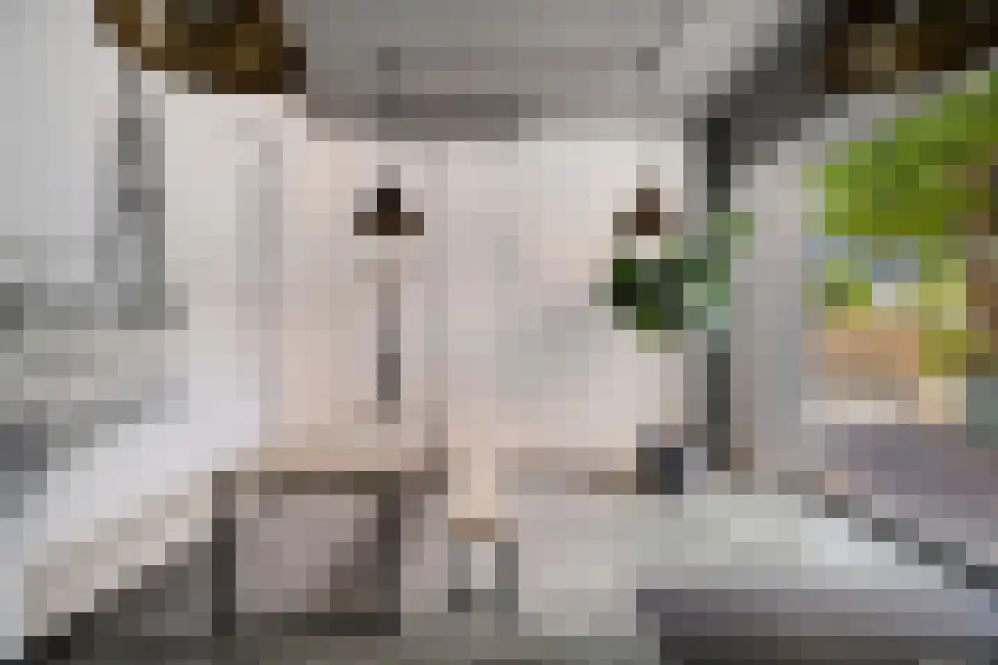 Wijngaardhof 20 Breda thumbnail 46