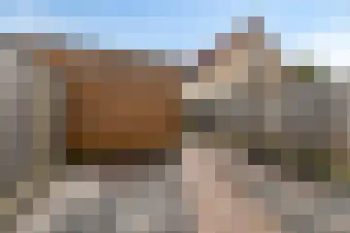 Wijnrank 8 Dronten thumbnail 28