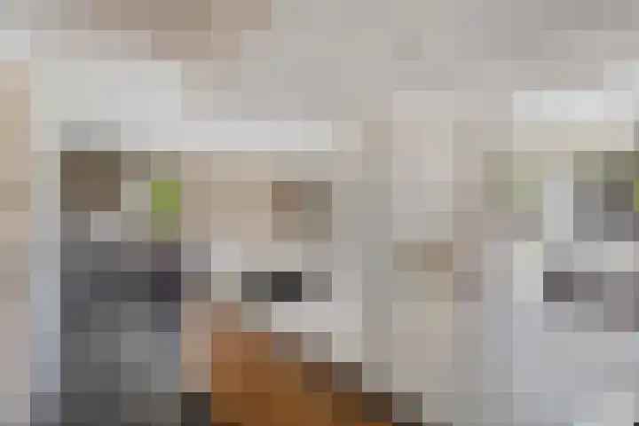 Wijnruit 12 Oosterhout thumbnail 4