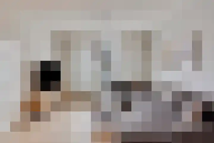 Wijnsel 46 Geldrop thumbnail 10