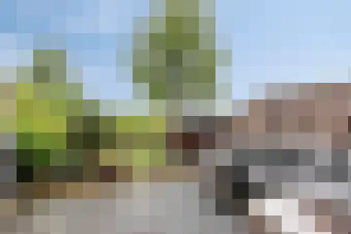 Wijnverlater 61 Dronten thumbnail 4