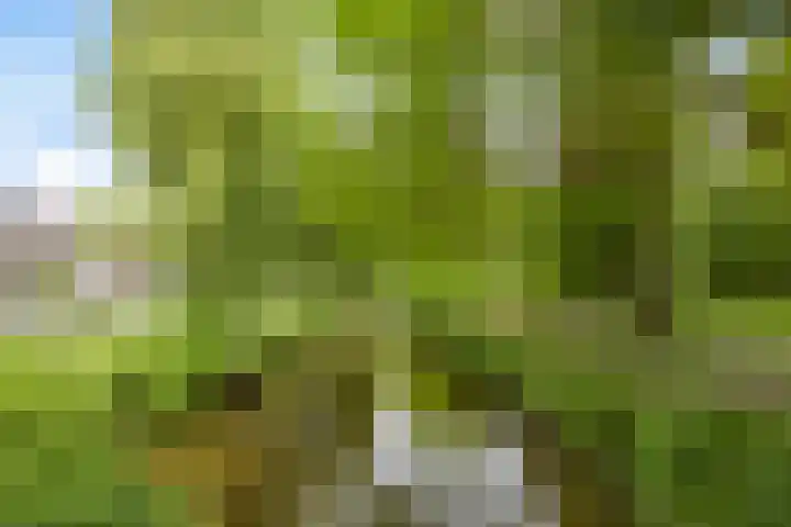 Wijst 73 Gemert thumbnail 39