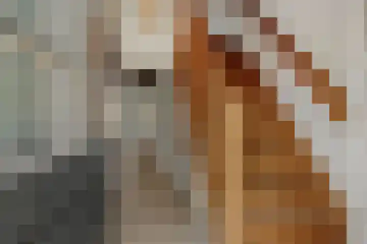 Wijststraat 37 Heesch thumbnail 24