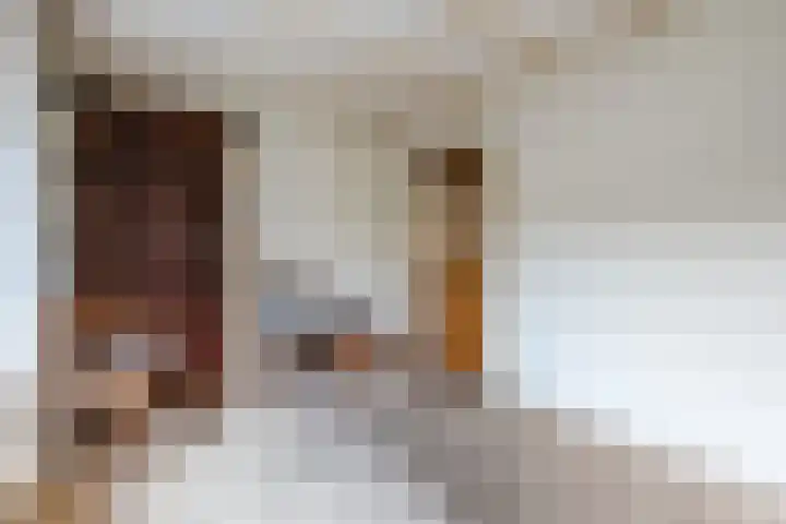 Wijtgraaf 33 Hierden thumbnail 23