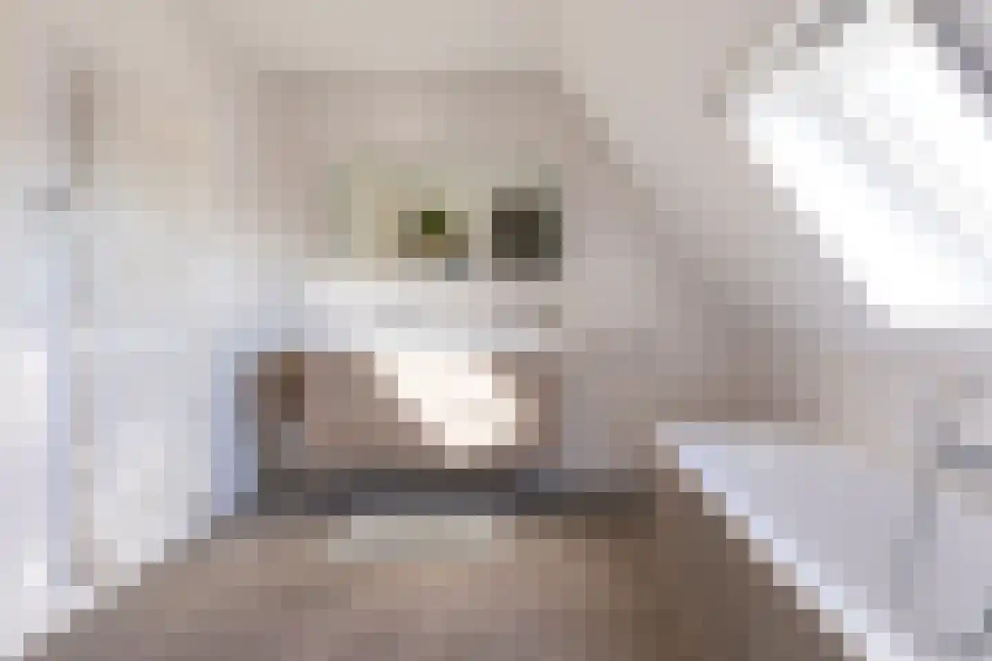 Wijzend 49 A Nibbixwoud thumbnail 52