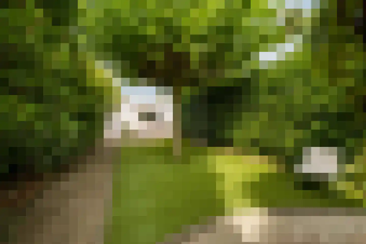 Wikketuin 70 Breda thumbnail 5
