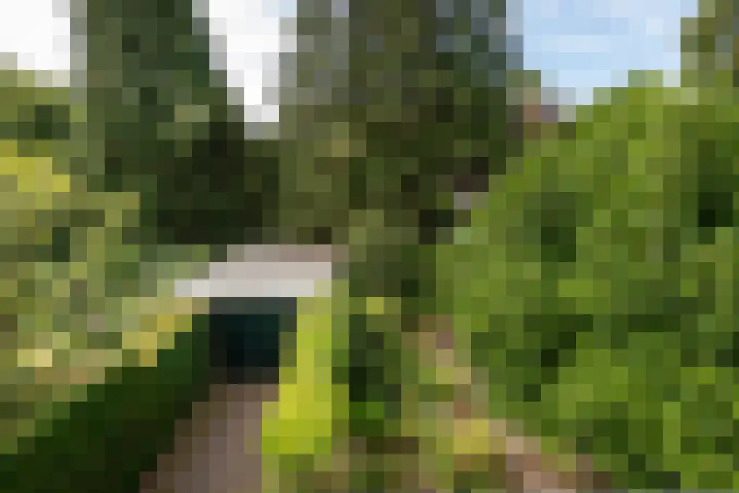 Wildbaan 19 Velp thumbnail 33