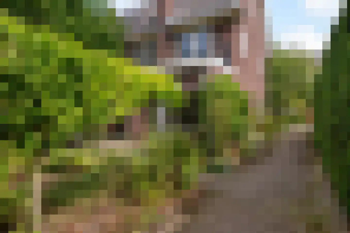 Wildbaan 19 Velp thumbnail 49