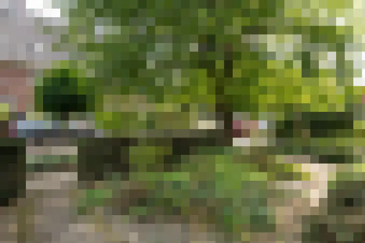 Wildbaan 19 Velp thumbnail 57