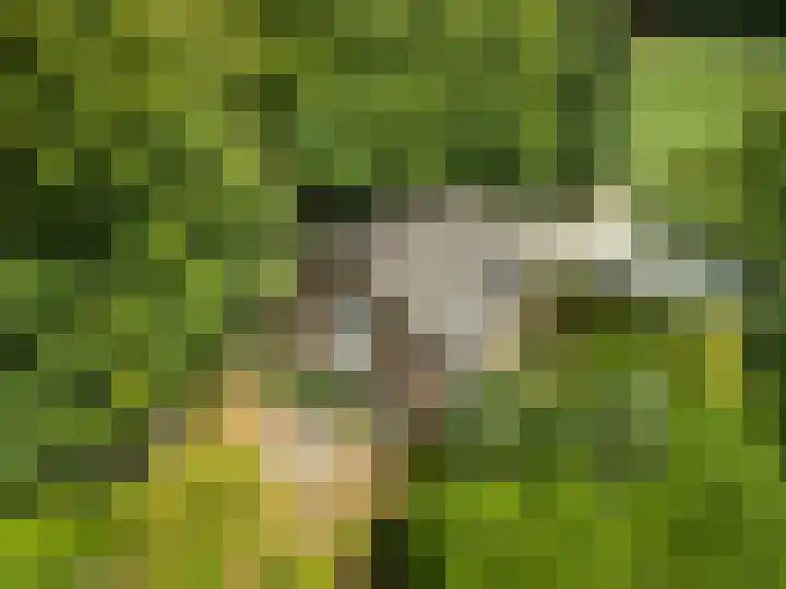 Wildbaan 3 Leersum thumbnail 46