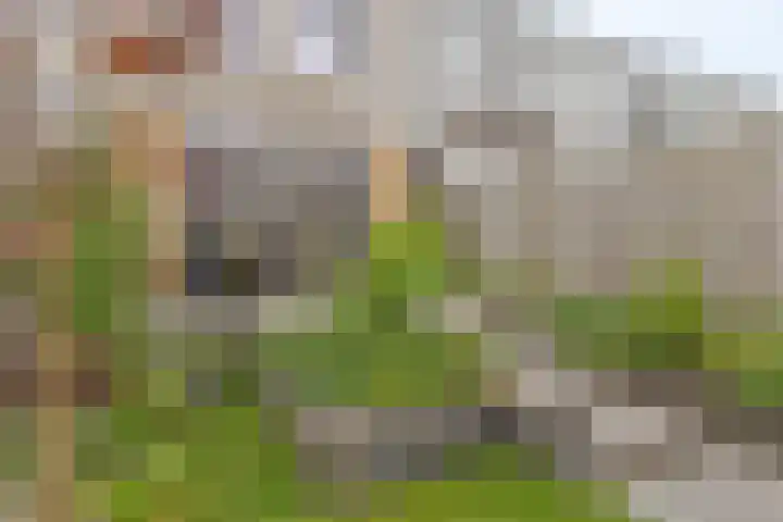 Wildbaan 55 Rotterdam thumbnail 19