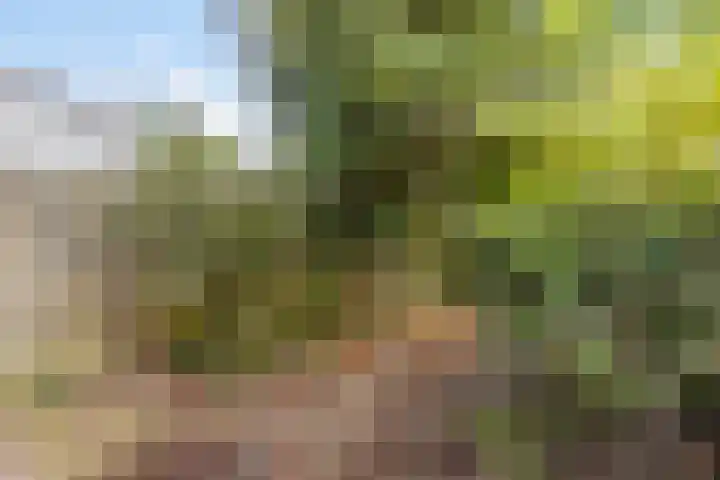 Wildbaan 86 Rotterdam thumbnail 21