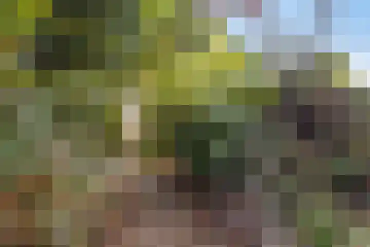 Wildbaan 86 Rotterdam thumbnail 22