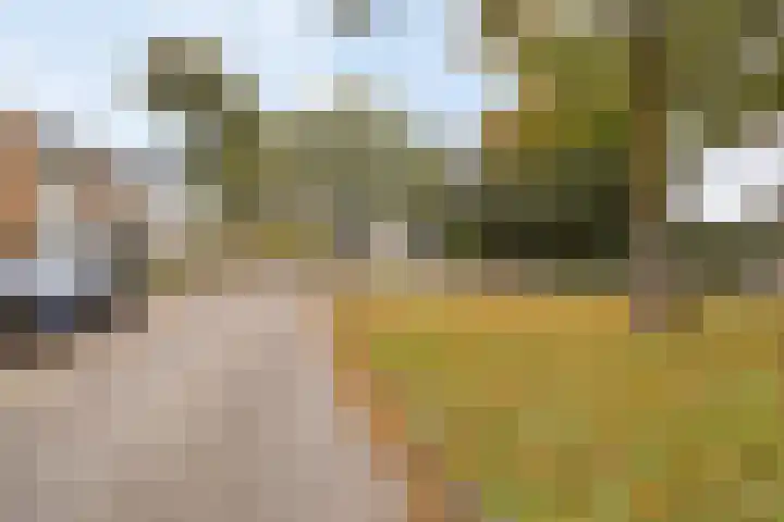 Wildbraak 51 Bavel thumbnail 30