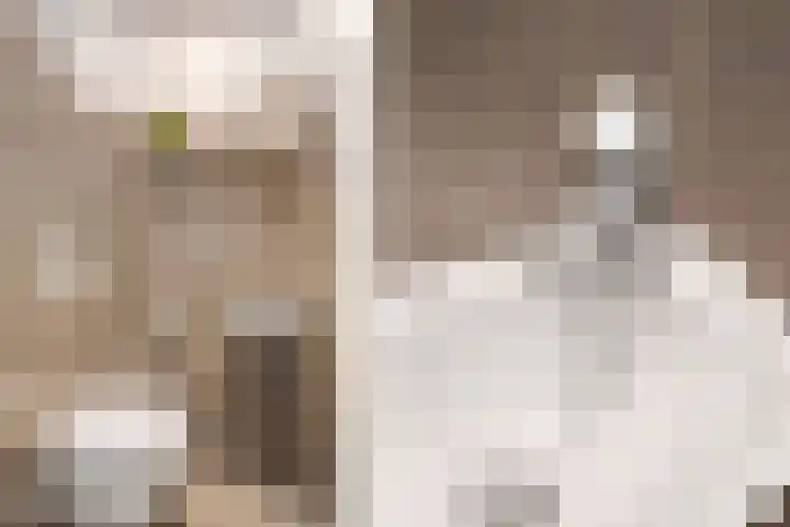 Wildbraak 53 Bavel thumbnail 4