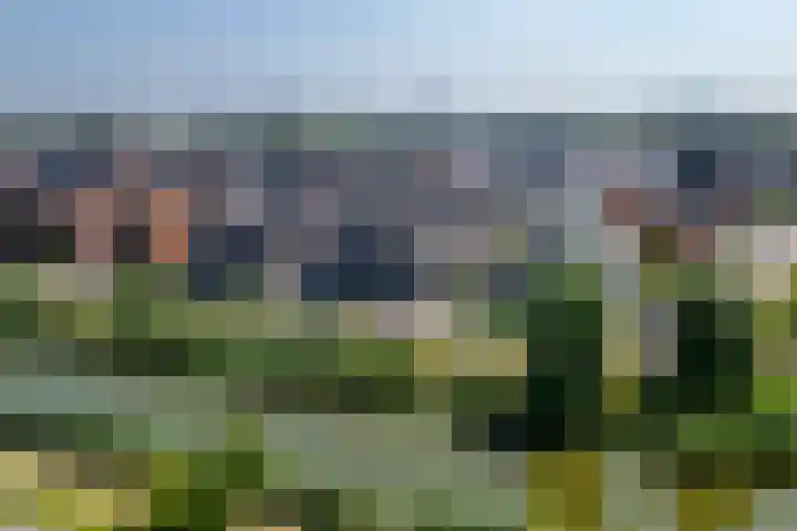 Wilde rijstvliet 100 Utrecht thumbnail 49