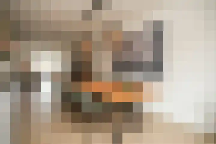 Wilde rijstvliet 84 Utrecht thumbnail 4