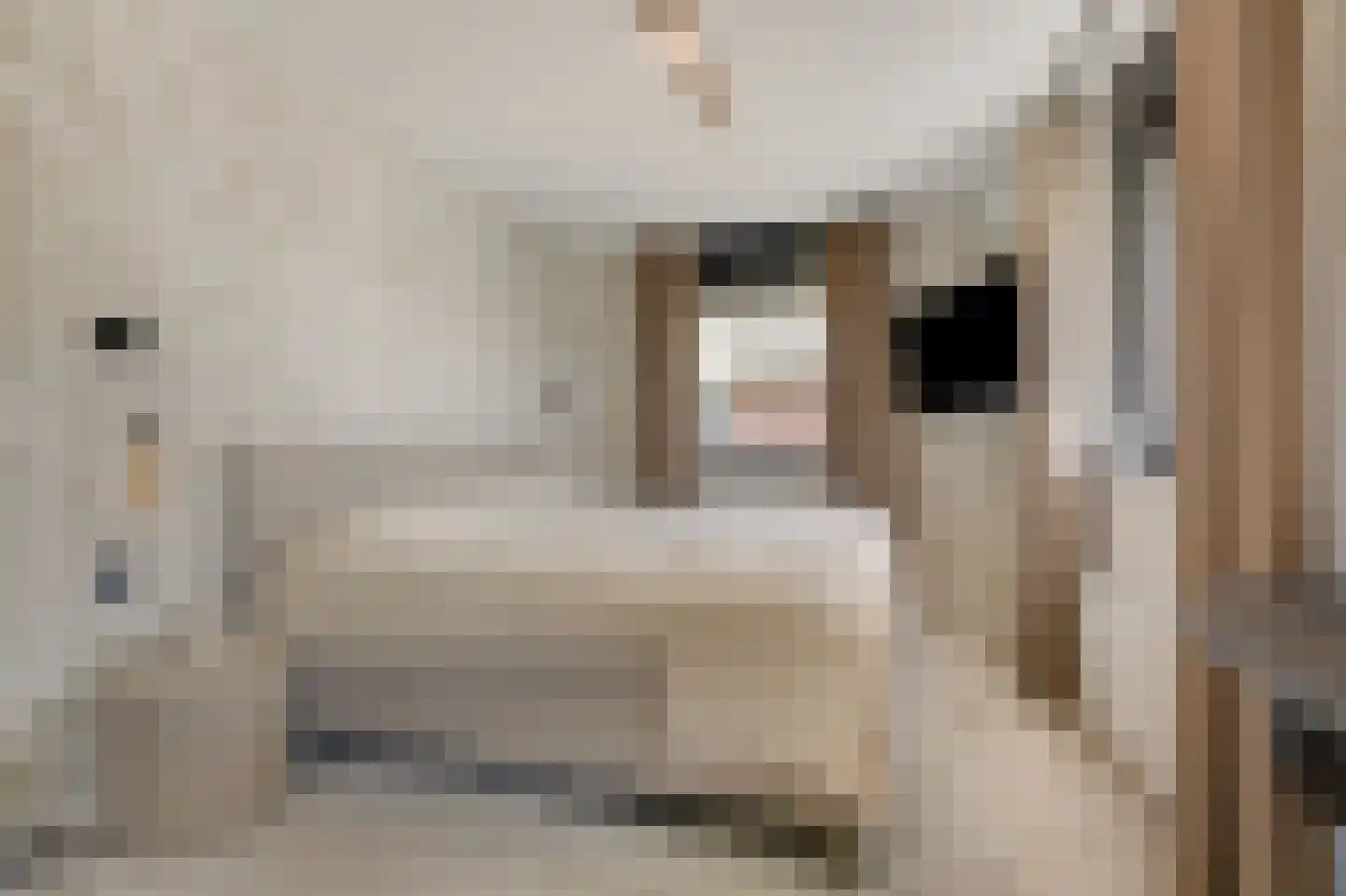 Wildenborchallee 47 Duiven thumbnail 39