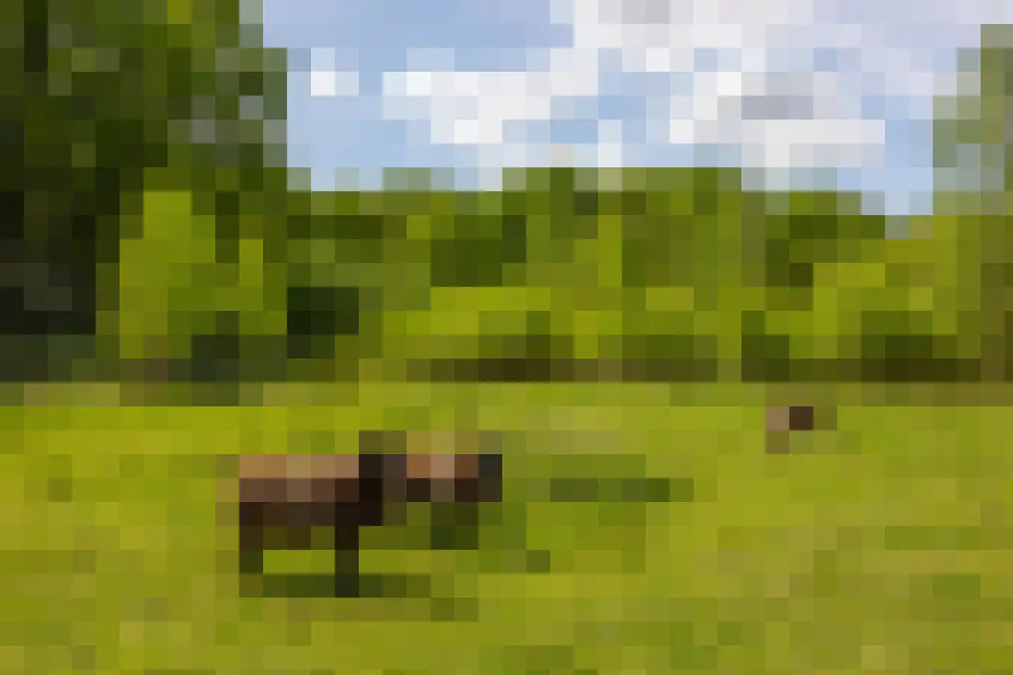 Wildenborchseweg 11 Vorden thumbnail 51